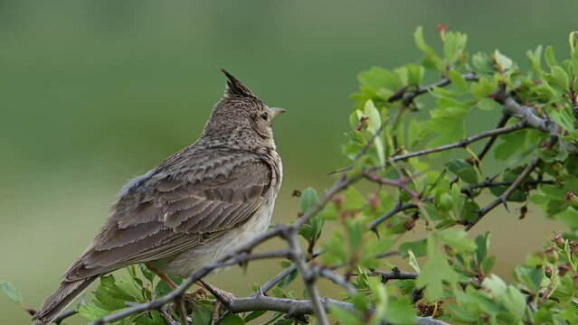 Bird Crested lark perched on a bush against green background. Close-up (Galerida cristata).