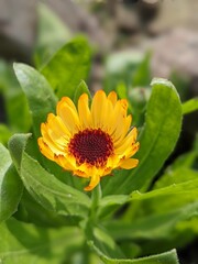 Yellow zinnia flower in the garden.