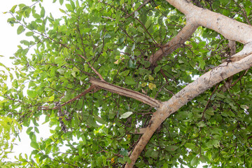 wide angle canopy shot in a beautiful green forest, green forest canopy looking sky, low angle shot.
