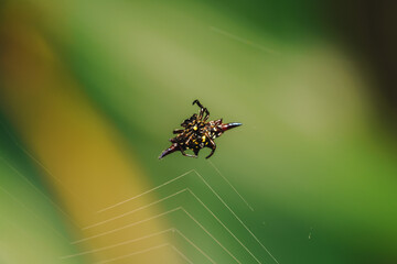macro shot of a crab spider