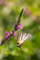 Papillon en train de butiner