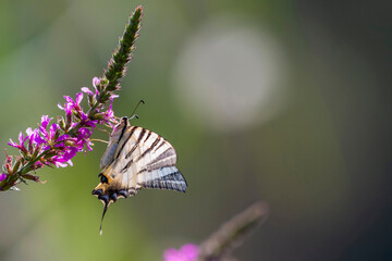 Papillon en train de butiner