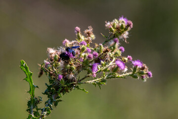 Insectes en train de butiner
