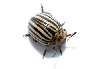 close up photo of Leptinotarsa decemlineata, Colorado potato beetle,  potato bug isolated, walking on white background