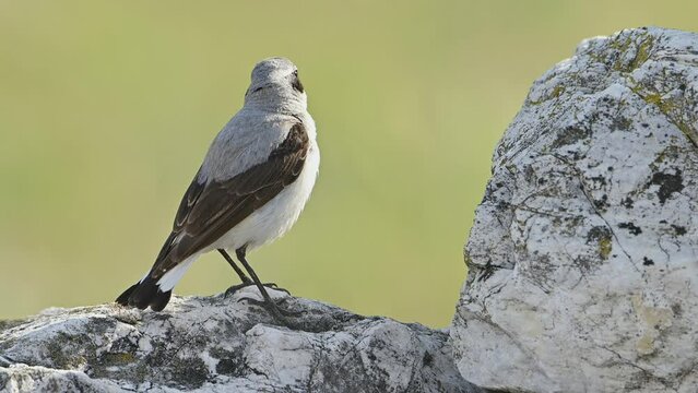 Bird Northern wheatear or Wheatear perched on a rock (Oenanthe oenanthe).