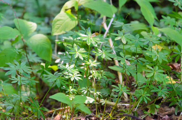 夏の野に咲く野草