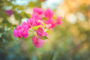 Obraz premium Beautiful bougainvillea flowers. Pink magenta floral background. Tropical Mediterranean garden closeup blooming petals, romantic love summer nature plants. Cozy idyllic blossoms wallpaper sunset light
