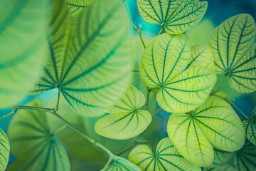 Nature of green leaves blur lush  foliage in garden at summer. Natural green leaf plants closeup as spring background. Panoramic environment ecology or greenery wallpaper