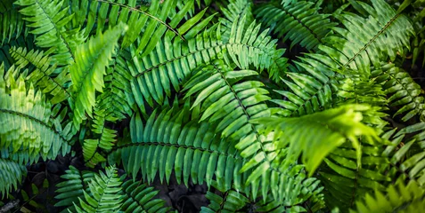 Poster Beautiful abstract nature background. Tranquil relaxation fresh green ferns in summer forest. Top view natural panoramic closeup. Sunshine flora as outdoors environment lush foliage. Spring botany © icemanphotos