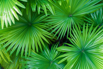 Beautiful bright palm leaf closeup for texture or background. Amazing nature macro. Tropical palm leaves, floral pattern. Fresh green natural pattern. Relaxing peaceful tropical lush foliage wallpaper