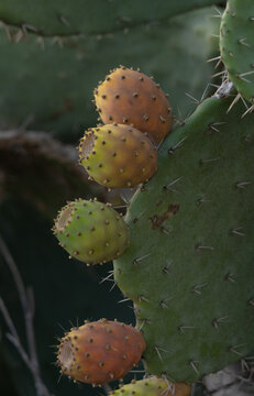 ripe prickly pears (fichi d’india)ready to be picked