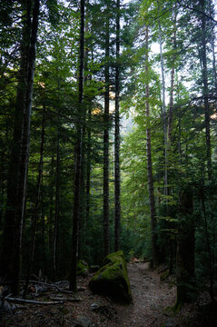 Forest with trees tall