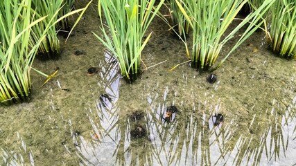 Countryside scenery, around the birthplace of sumo, Nara, Japan