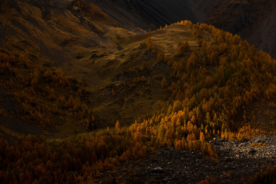Autumn forest in the mountains on a dark afternoon