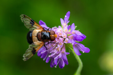 großes Fluginsekt auf lila Blume mit grünem Hintergrund von oben gesehen