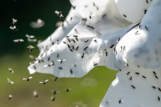 Kleine Fliegen im Flug und auf wei&szlig;en Bl&uuml;tenbl&auml;ttern