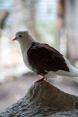 dove on the beach