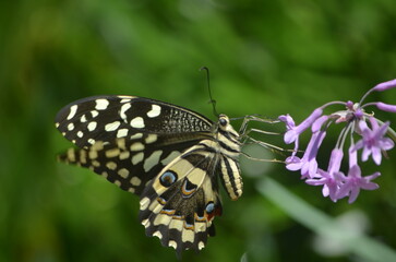 Colorful hover moth pollinating flowers in a garden.