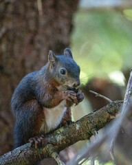 squirrel in the park