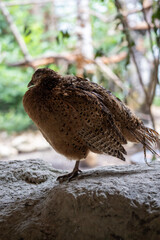 bird on the beach