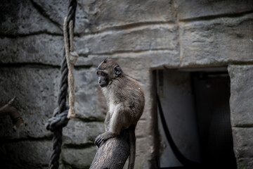 lemur