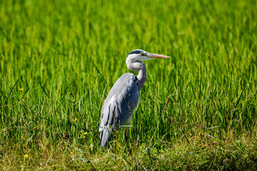 緑の田んぼに包まれるアオサギ