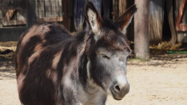 donkey looking in different directions on the farm