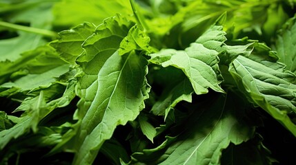 Green Leaves texture with water drops&nbsp;background. Beautiful bright fresh natural close-up of peppery mustard greens..