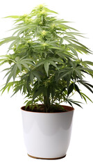 Cannabis plant in a flower pot on transparent background, isolated, png