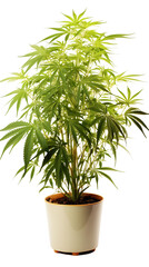 Fototapeta premium Cannabis plant in a flower pot on transparent background, isolated, png