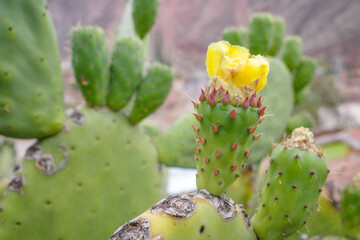 Cusco, Peru - Dec 3, 2022: Prickly Pear Cactus or Opuntia field