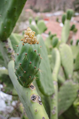 Cusco, Peru - Dec 3, 2022: Prickly Pear Cactus or Opuntia field