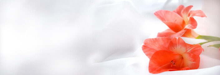 Dreamy wavy white background with colorful red gladiolus flowers merging in a soft celebration...