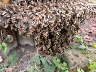 A large swarm of honey bees sits on the landing board of the hive. Many bees got lost in a heap.
