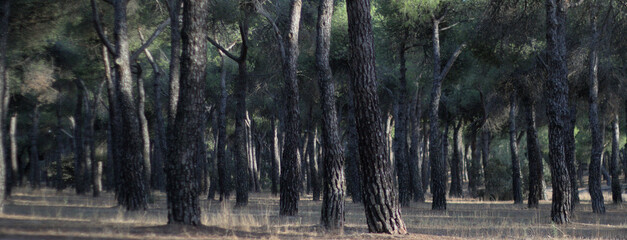 Tree trunks natural panorama forest. Natural wooden spanish forestscape