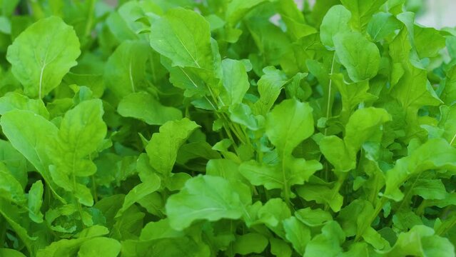 close-up leaves of arugula growing on a plantation in summer. growing vegetables and herbs. arugula harvest in summer
