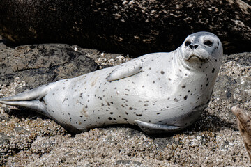 Silberfarbene gepunkteter Seehund ( Spotted Seal )