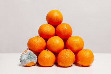 Oranges tangerines and one tangerine with mold, expired food products