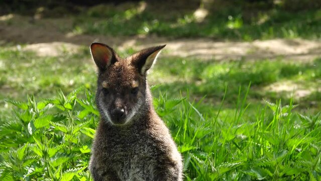 wallabies (Notamacropus rufogriseus) standing on green grass