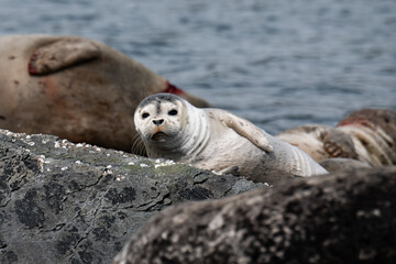  Junger Silberfarbene gepunkteter Seehund ( Spotted Seal )