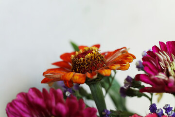 macro colorful zinnia flower headsflowers