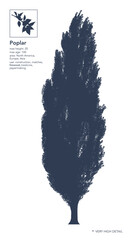 Poplar silhouette. Poplar tree on white. Very high detail. Infographic. Vector illustration