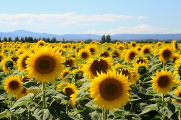 Fototapeta premium Sunflower field summer. Generate Ai