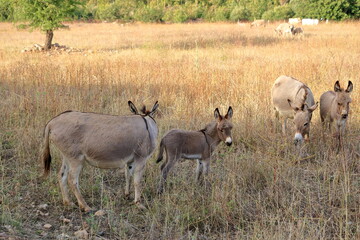 herd of donkeys with offspring in sardinia