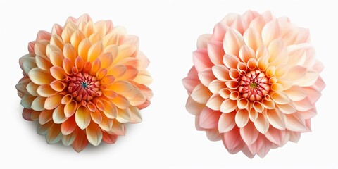 A top view of a dahlia flower. Isolated white background. AI Generated.