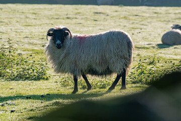 Farming crops and livestock in the Uk