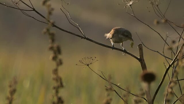 Bird Red-backed shrike perching on a dry plant with caterpillar in the beak at early morning light (Lanius collurio).