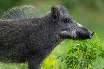 Young wild boar closeup at summer