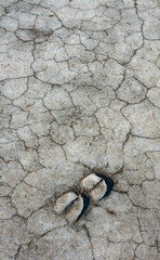 Traces of the hooves of a wild animal on the cracked dry muddy bottom of the Kuyalnik estuary