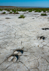 Traces of the hooves of a wild animal on the cracked dry muddy bottom of the Kuyalnik estuary